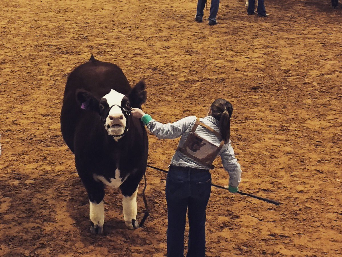 kindlegail's tweet photo. I’m kicking off the National FFA Week photo challenge with my SAE! I have shown steers since third grade &amp; have loved every second of it! https://t.co/tFTC3sLDw6