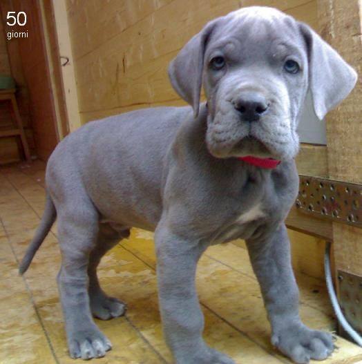WeLoveDogsUSA's tweet image. Today's Adorable Puppy is a #GreatDane. 
He can grow to 200 lbs and nearly 3 feet tall! 
#LoveYourPetDay #GreatDane #GreatDanePuppy #dogsoftwitter 
#TuesdayThoughts #dogsarelove  #dogsarejoy #dogsarefamily #WeLoveBigDogs