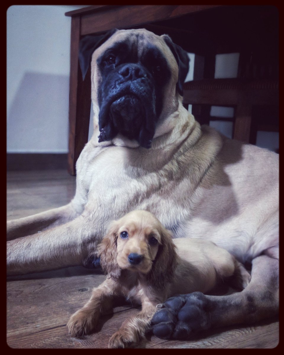 PhoebesFarm's tweet photo. i choose you... #Barfi has #chosen #Riley to be her #protector or is she #protecting, I ain't $sure 😉😉😉😉😉
#ichooseyou #protect #protecting #cantsay #notsure #bullmastiff #cockerspaniel #cockerspanielpuppy #dogs #dogsofphoebesfarm #puppy #puppylove #puppydog #dogsoftheworld https://t.co/yWsxGk9vDm