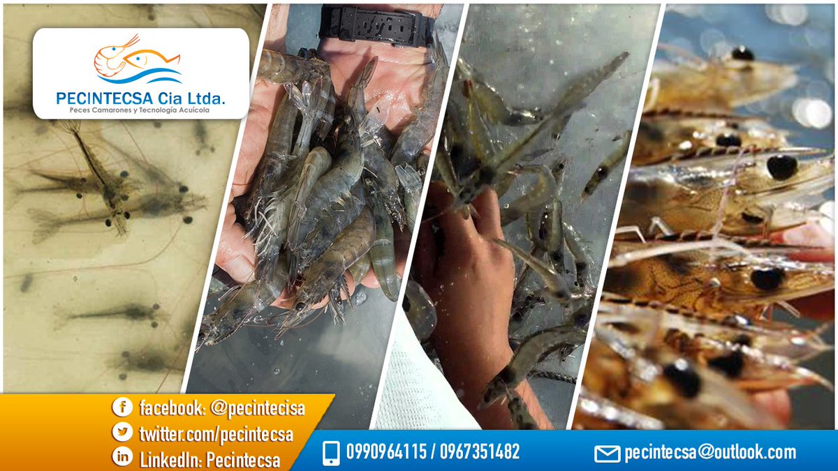 pecintecsa's tweet photo. Hacemos diseño, montaje y ejecución de #Sistemas #Intensivos y #SuperIntensivos (#Biofloc Systems) para #Peces y/o #Camarones !!

No olvides el Curso taller internacional "camarón producción en intensivo y superintensivo sistemas en bajo y cero salinidad".

pecintecsa@gmail.com https://t.co/NodMzDEluk
