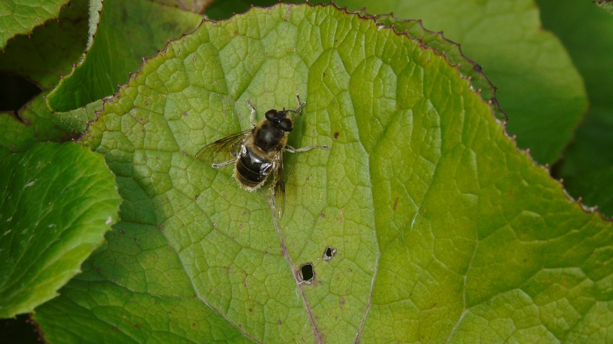 FriendsMerlinWD's tweet photo. The joy of nature ,when insects come out #MerlinWoods #Galway #Ireland #butterfly #hoverfly #bumblebee #dungfly https://t.co/LMu32kALKE