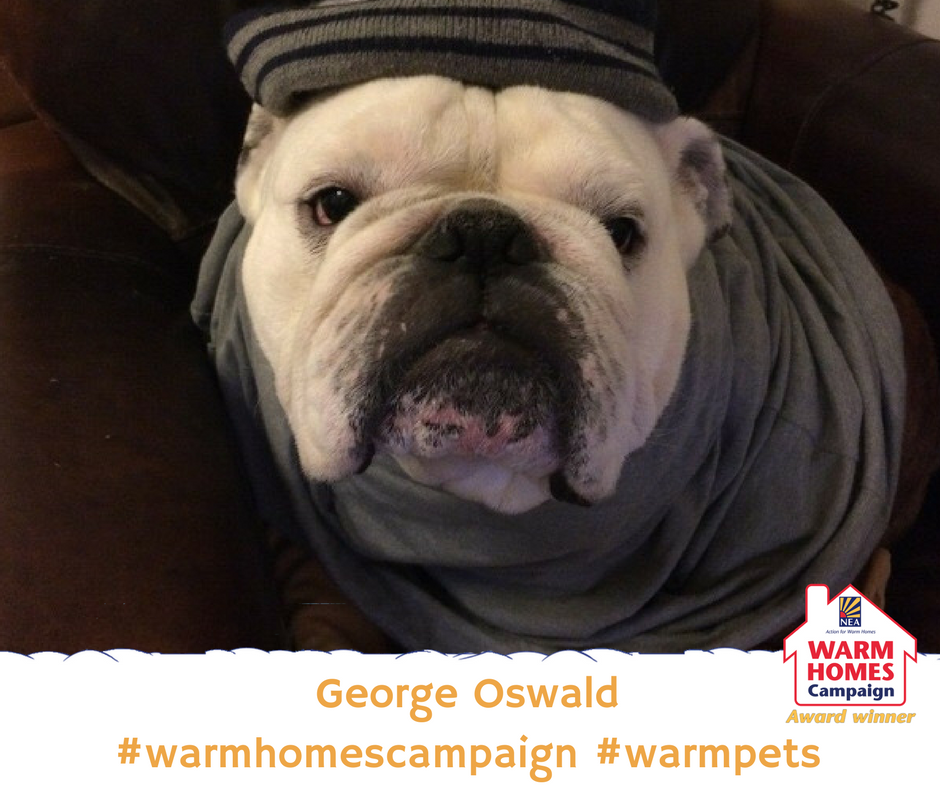 BarnsleyHousing's tweet photo. This Friday is #FuelPovertyAwarenessDay - we'll be in the entrance to the Meat and Fish Market in #Barnsley town centre with help on how you can stay warmer this winter like George! 

https://t.co/eY2BFsCJEA

#LoveYourPetDay #warmhomescampaign #warmpets #Bulldog @BarnsleyMarkets https://t.co/LO0laNbJ2j