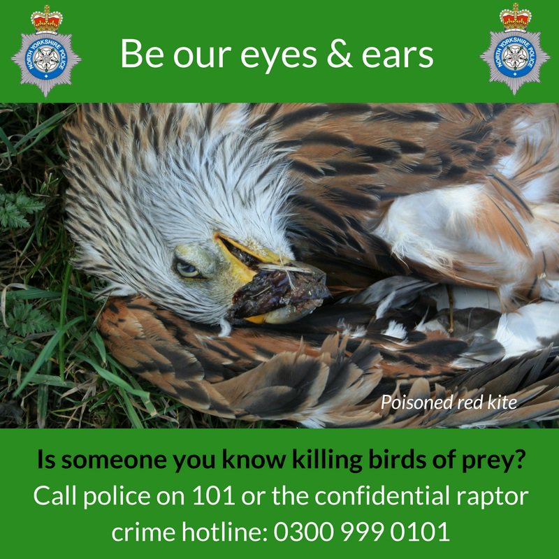 Icymi please retweet this @NYorksPolice #OpOwl initiative