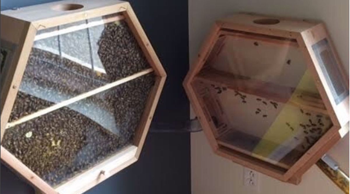 WeClimate's tweet photo. This Company Builds Hives You Can Install In Your Living Room >> https://t.co/IbOWlKMaPR https://t.co/F5iPpzUFiV