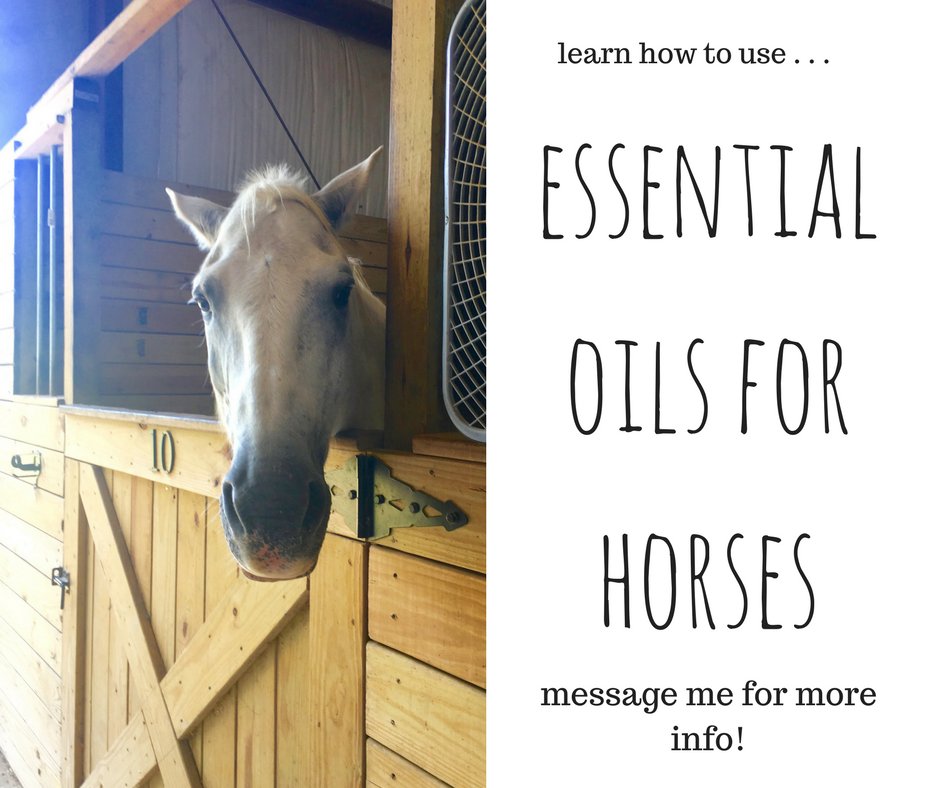 AromaClass101's tweet photo. Horses lovers, heads up:  Essential oils can help your equine friends too!  Message me if you'd like to learn more!   🐎 https://t.co/vToMAIABxQ