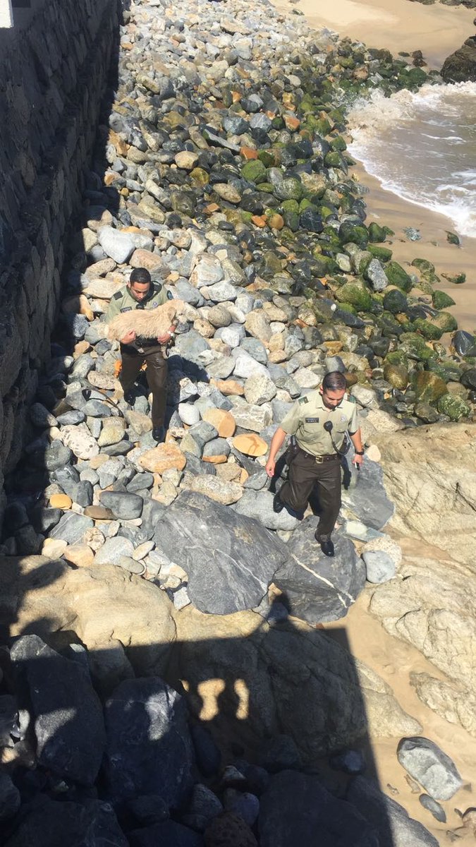 Carabdechile's tweet photo. #ViñadelMar: Al ser alertados por transeúntes, Carabineros de la Primera Comisaría salvaron a un perro que se encontraba atrapado en las rocas. Sin dudarlo, descendieron al borde costero y rescataron en buenas condiciones al can. https://t.co/ZI9dTPm8Mc