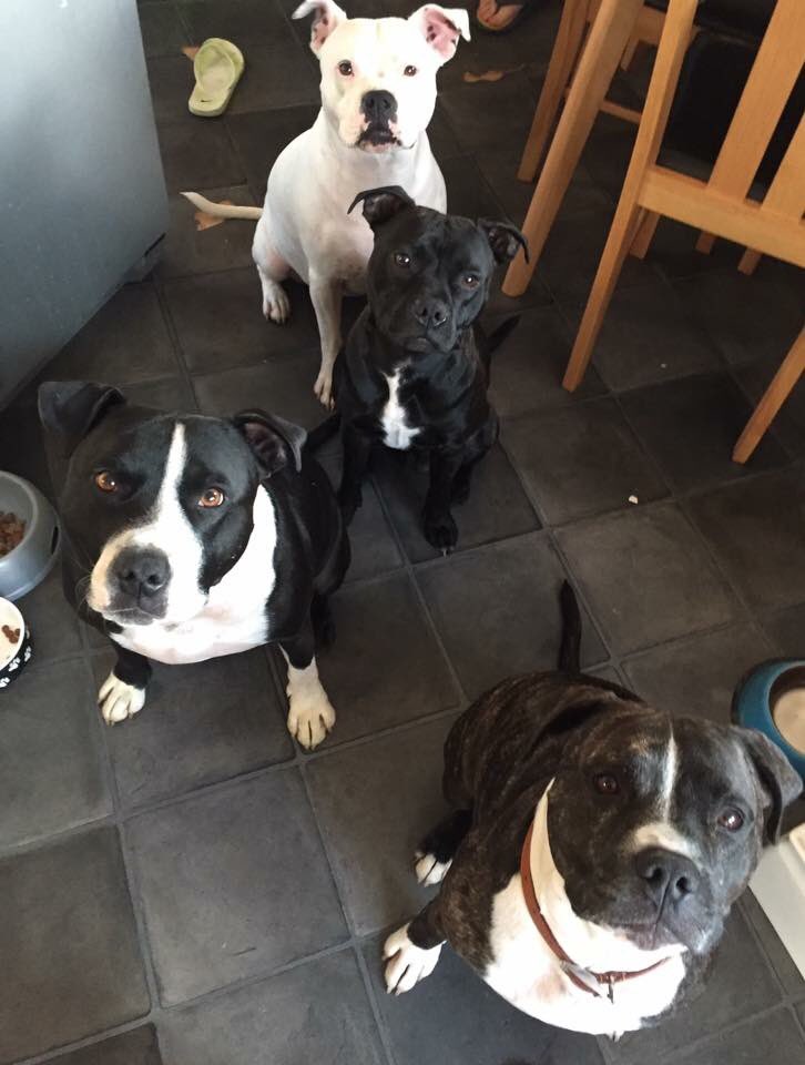 baino227's tweet photo. @battersea_ Here are our 4. The 2 in front are from @Battersea_ https://t.co/9qfdgF6Cqn