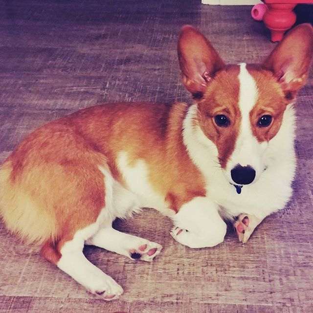 foolofapup's tweet photo. Please don't make me Tuesday.
~
~
#corgi #tuesday #nugget #cute #curledup #cutedog #goodboy #cuteemergency #bestdog #dailyfluff #dailydog #welshcorgi #dogoftheday #dogphotography #corgigram #corgicorner #corgisftw #pembrokewelshcorgi #corgilife #perrit… https://t.co/2YJos9IQJi https://t.co/VmDC0m2jub