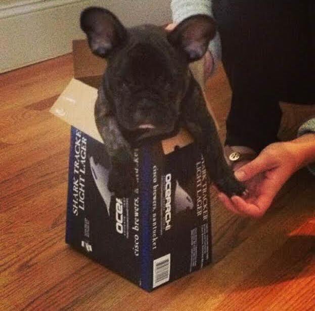 Happy #LoveYourPetDay! Celebrate by picking up your own #SharkTracker Light Lager! 🦈🍺🦈