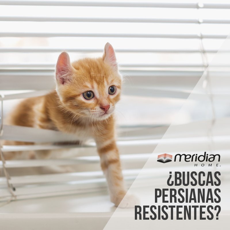 meridianhomeca's tweet image. Las Persianas #Miniflex están elaboradas con láminas de aluminio, ayudan a controlar la incidencia de la luz, es muy resistente y muy ligero

#DiaInternacionalDelGato