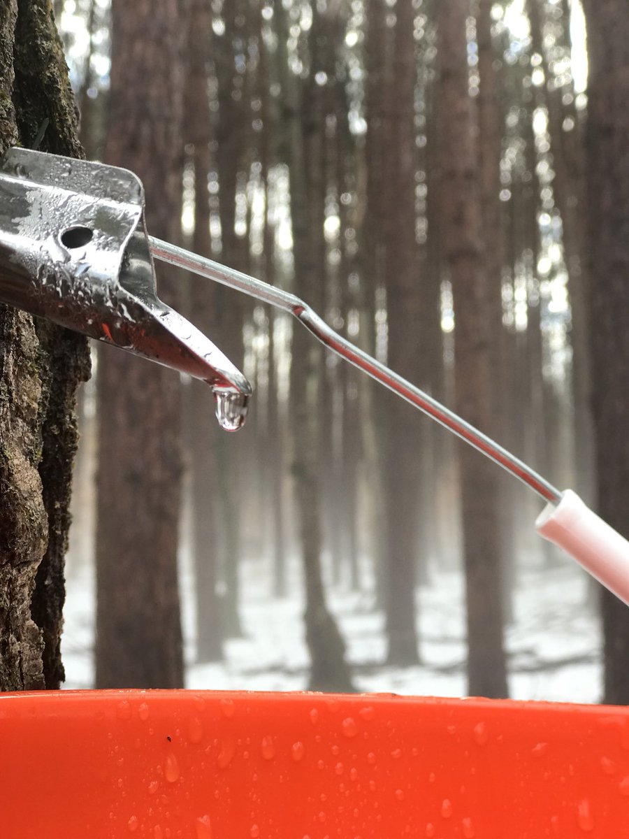 Mike_Steezie's tweet photo. It’s that time of year! 🍁 #MapleSyrup #BackyardSugaring https://t.co/tlqGNRvtln