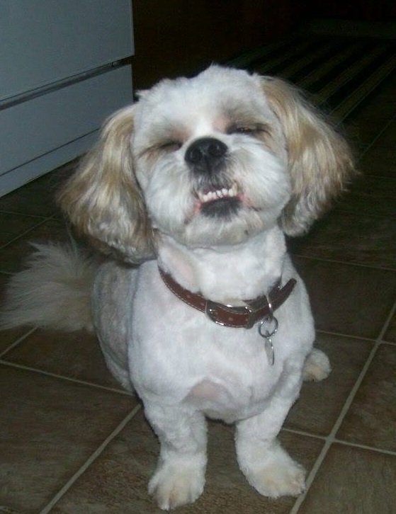 BlindMagicEdm's tweet photo. Love Your Pet Day
#nationalloveyourpetday
Spend some extra time with your four-legged loved ones today. https://t.co/Gna46GHaf2