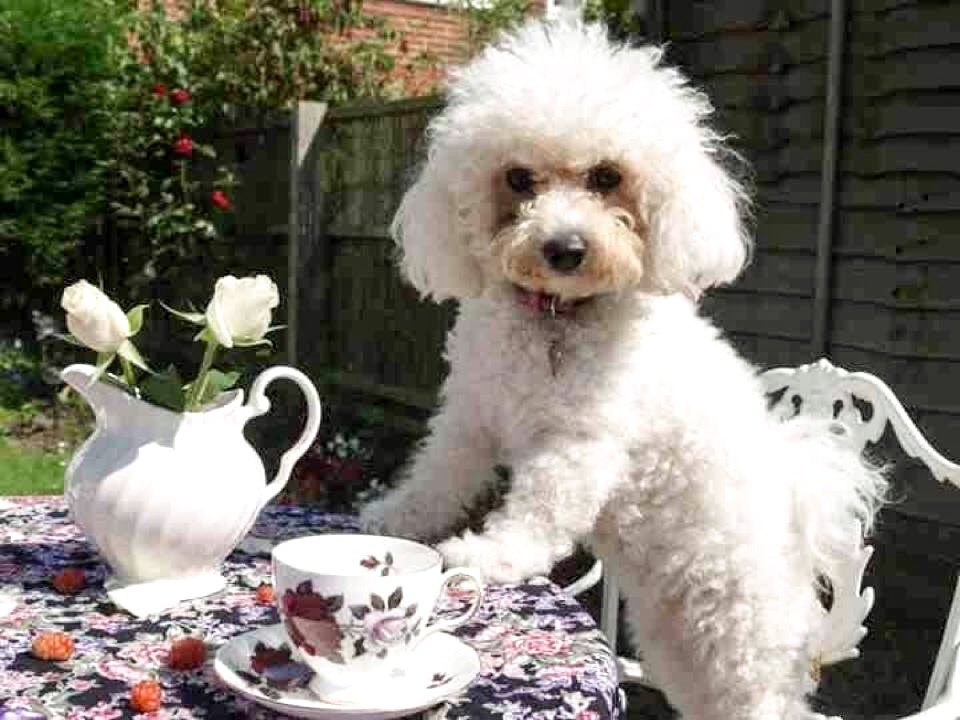 AmyKarczewski's tweet photo. @boohoo @boohoo it’s #LoveYourPetDay so here’s a pic of my Millie moo 😍😍 https://t.co/lrvB88tKbI