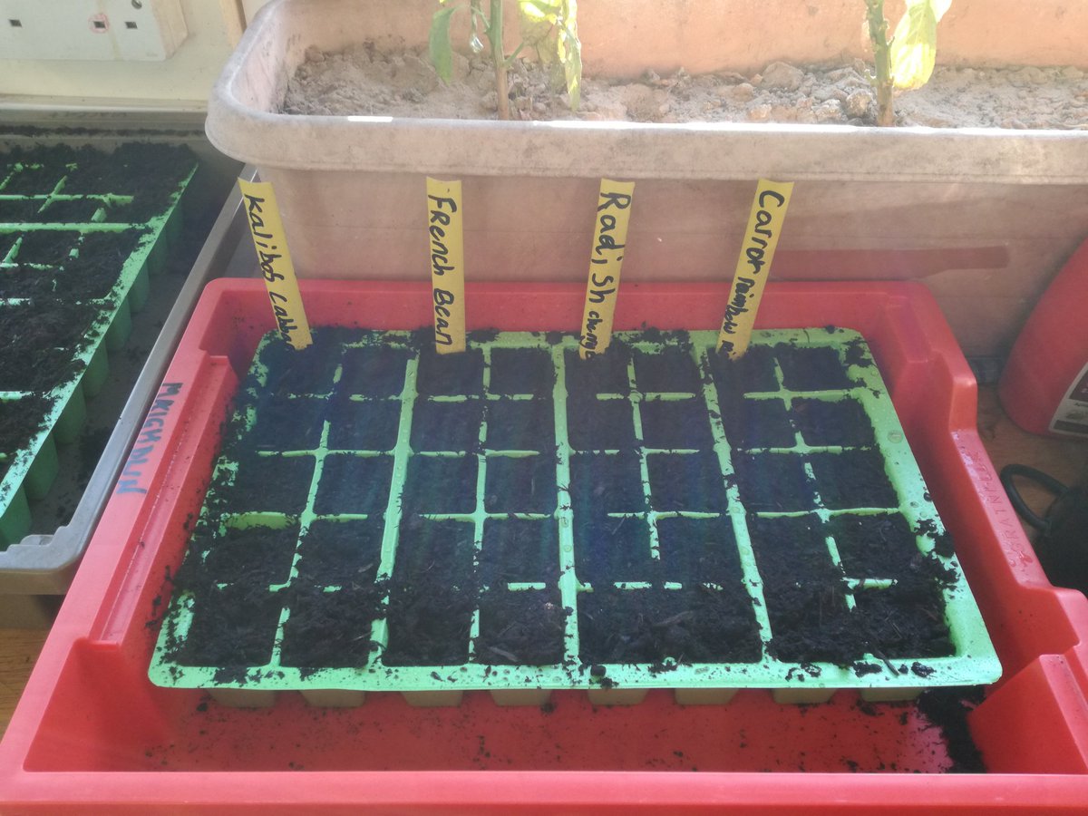 Sands School tweet media