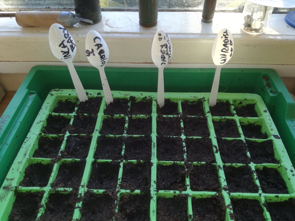 The agriculture begins! 

#sustainability #ecology #sandsschool #democratic #Education