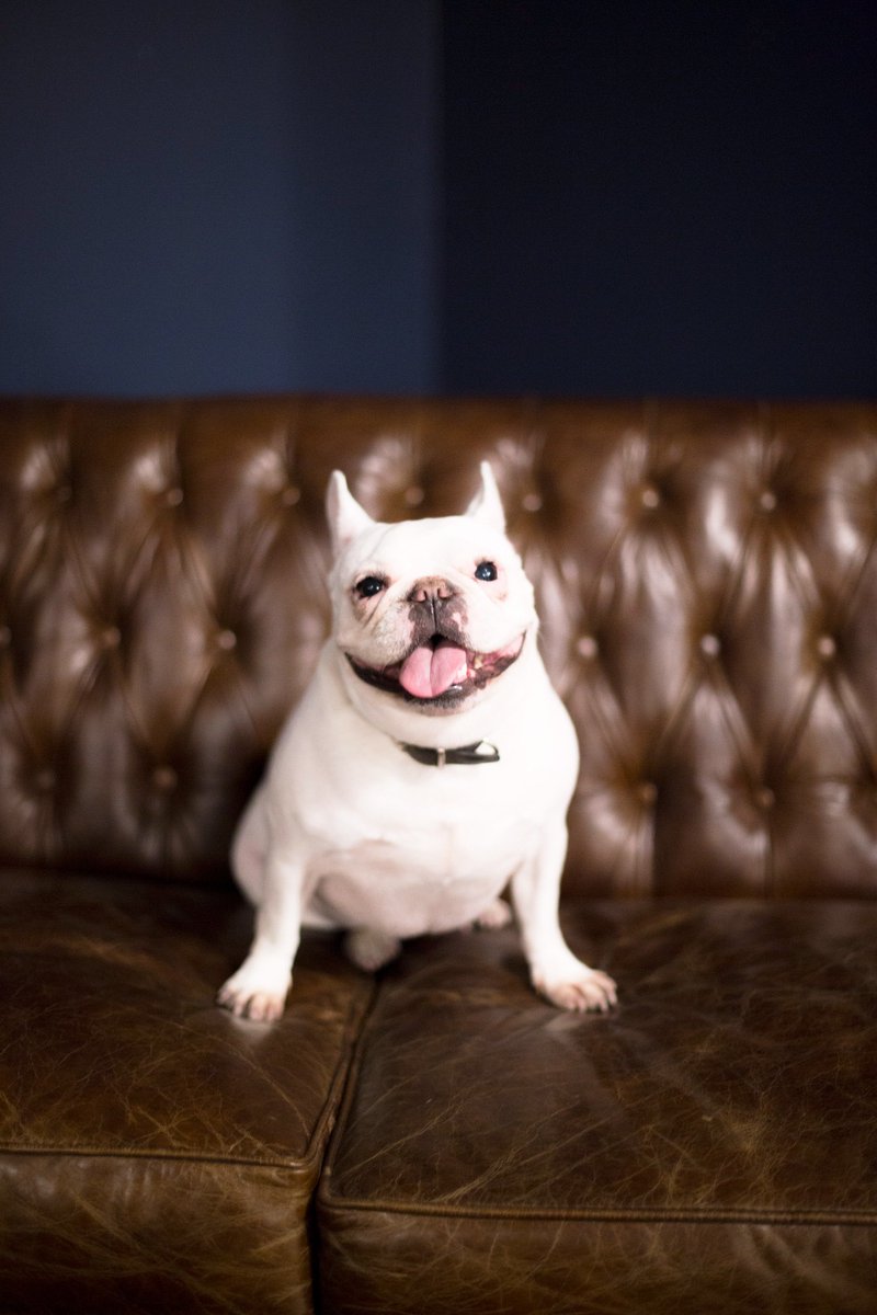 Lady Louise is our trusty mascot, always loyal and always in search of a belly rub. #LoveYourPetDay #LadyLouise #PetFriendly