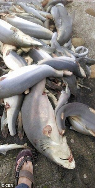 Sharks kill 8 humans per yer.

Humans kill 100 million sharks per year.

And we call THEM ‘killers’...?

Yet we butcher them and throw them back into the sea; leaving them to drown, helplessly, so that we can drink soup made from their fins. 

#StopSharkFinSoup