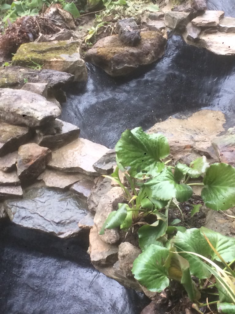 sccoopstreatham's tweet photo. Some great progress at #upandrunning. Lower pools relined, waterfalls reformed and rebuilt using existing materials today. In the rain! #streatham @Aquascapes_LTD @HLFLondon Quality job! https://t.co/kUwEpBwm4u