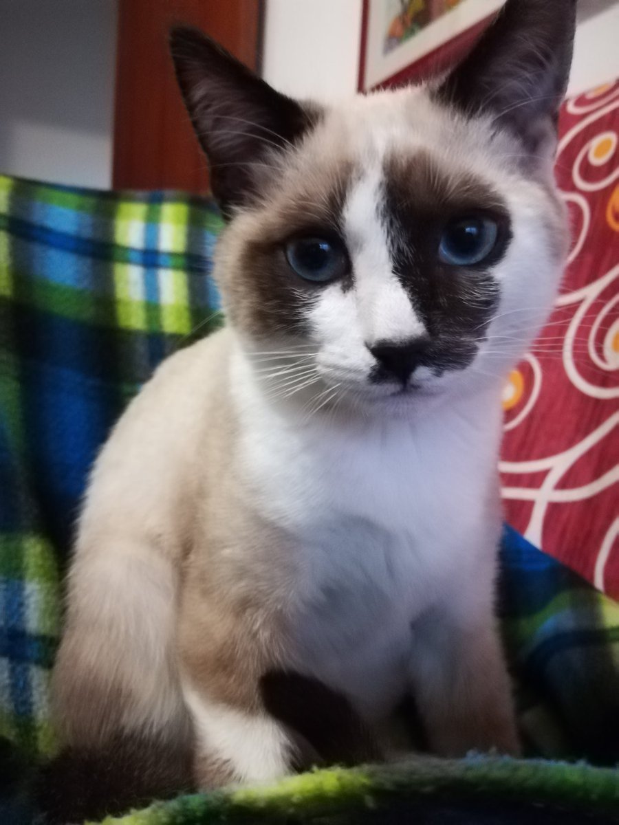 #DiaInternacionalDelGato  ❤