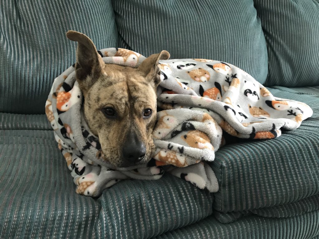 mypoorsoul's tweet photo. Jupiter is not having the cold @9NEWS #loveyourpetday https://t.co/xpvQwpLVQJ