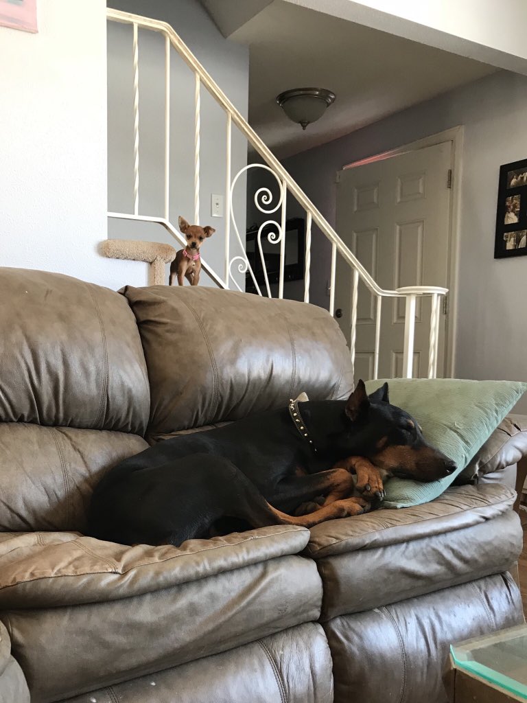 QuothTheRave's tweet photo. #NationalLoveYourPetDay GiGi and Danger 🖤🐾 @9NEWS https://t.co/dOW4YtWF1u