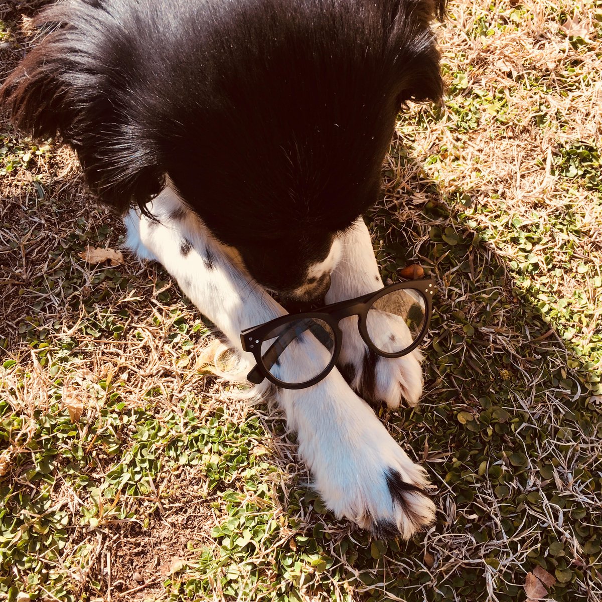 SempreArtStudio's tweet photo. All you need is a new pair of GLASSES and LOVE.  👓💞🐕
#love #doglovers #eyewear #allyouneedislove 
https://t.co/yT0bNMwwXf https://t.co/e2LhJhRh0R