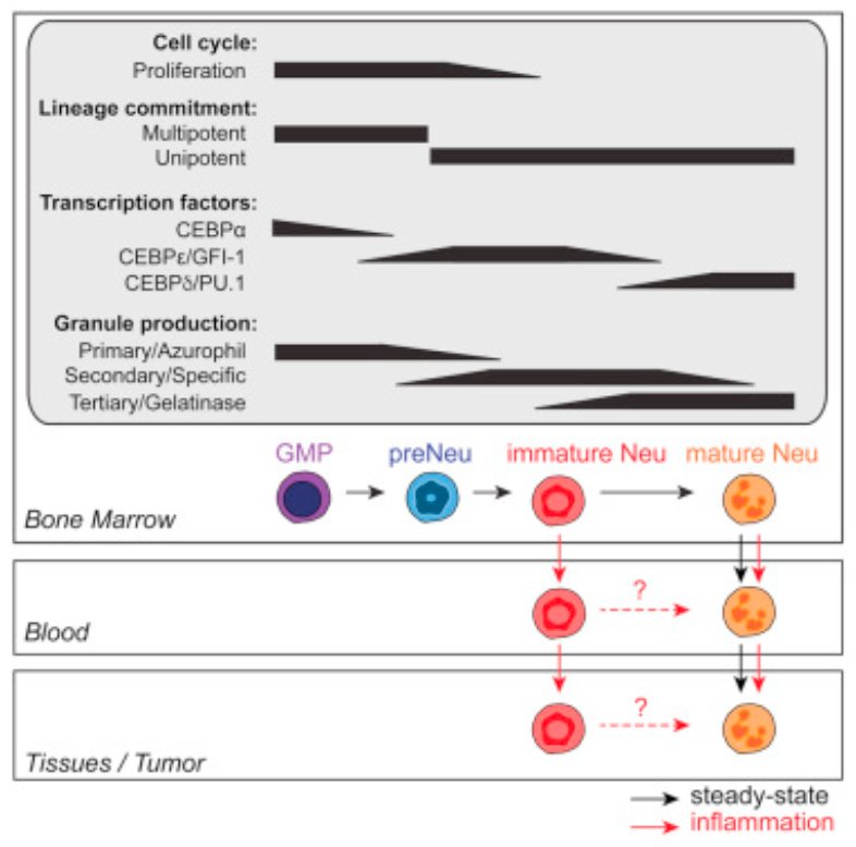 Our paper "Developmental Analysis of Bone Marrow #Neutrophils" is now online <a href="/ImmunityCP/">Immunity</a> <a href="/astar_research/">A*STAR Research</a> #myelopoiesis #haematopoiesis
goo.gl/caqZdm