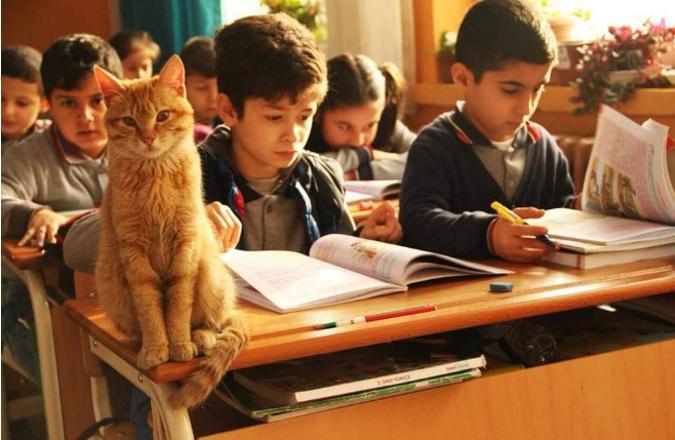 İZMİR'de ÖĞRENCİLERİN OLUMLU DAVRANIŞLAR KAZANMASINI SAĞLAYAN 🐱KEDİ(TOMBİ)

Tombi rahatsız olmasın diye çocuklar sınıfta koşmuyor, yüksek sesle konuşmuyor, Tombi ile ilginerek sorumluluk sahibi oluyorlar ve okula hiç olmadığı kadar hevesliler..

#güzelgünleriçin