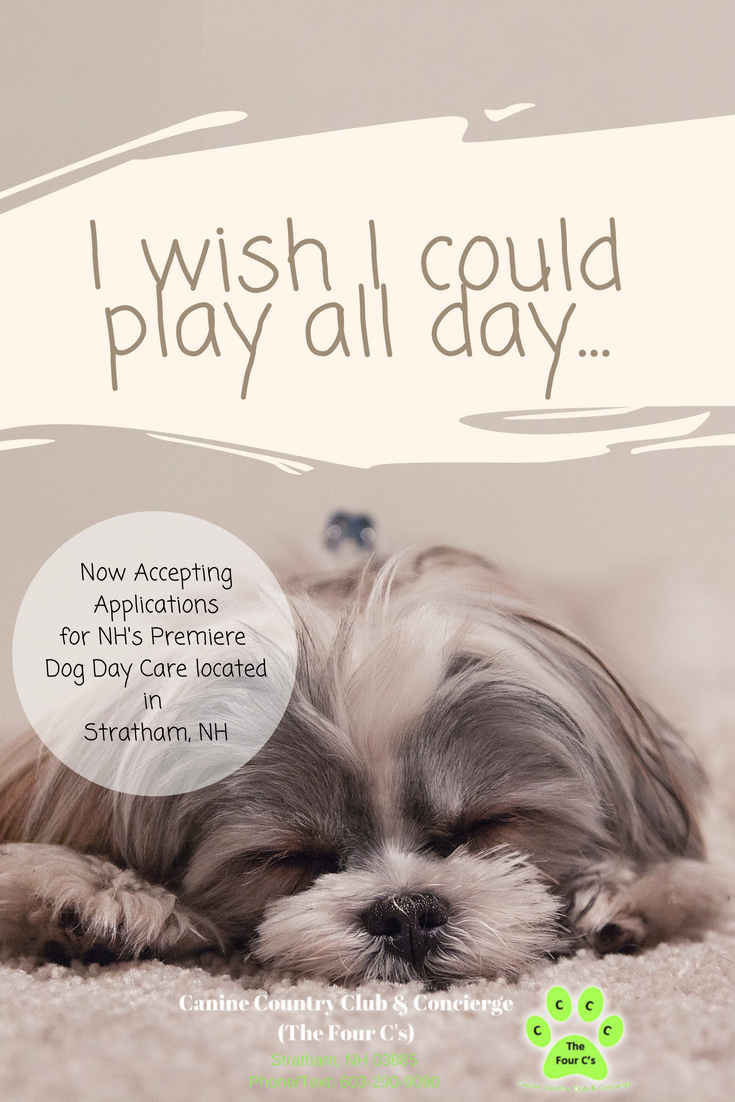 CanineCCC's tweet photo. Does your dog dream of playing with other dogs all day while you are work?  Sign up now, LIMITED SPACE AVAILABLE!  https://t.co/F7wmgtZFVJ  #dogdaycare #doggiedaycare #dogs #dog #pets #seacoastnh #dogsofnh #canines #stratham #nh https://t.co/t0ibQEcCno
