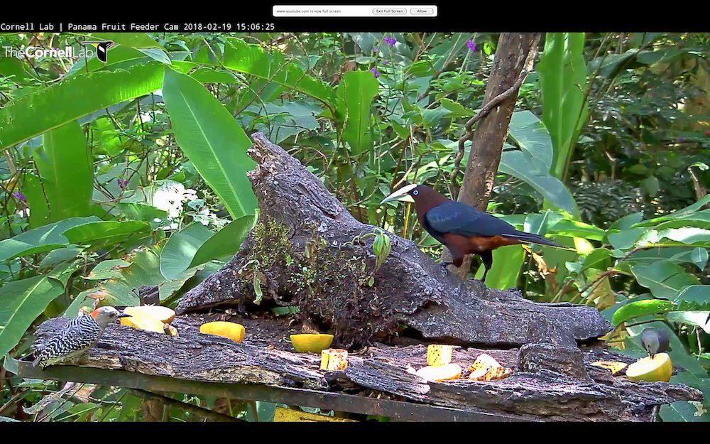 Texasbirder On Twitter Been Keep This Cornell Live Cam In The