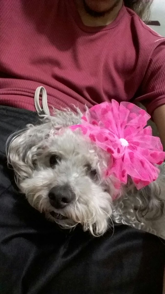 JCassanova_LJ's tweet photo. It's a boy with his pink bow 😍 I #love this 💓 #LoveYourPetDay 
#Online ➡️ https://t.co/8osClge7lr #LiveJasmin @MGroup_Models #ProudLiveCamModel #CamBoy #doglovers #HappyTuesday 🐕🎀 https://t.co/ptctIhTApJ