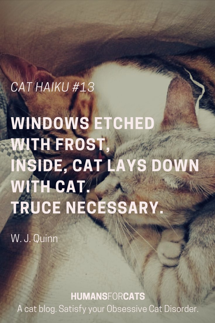 HumansForCats's tweet photo. Cat haiku #13 A cat truce https://t.co/yVP4P1slmv https://t.co/KiObAPCCPn