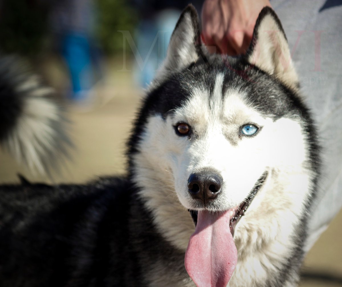 husky with 2 different colored eyes