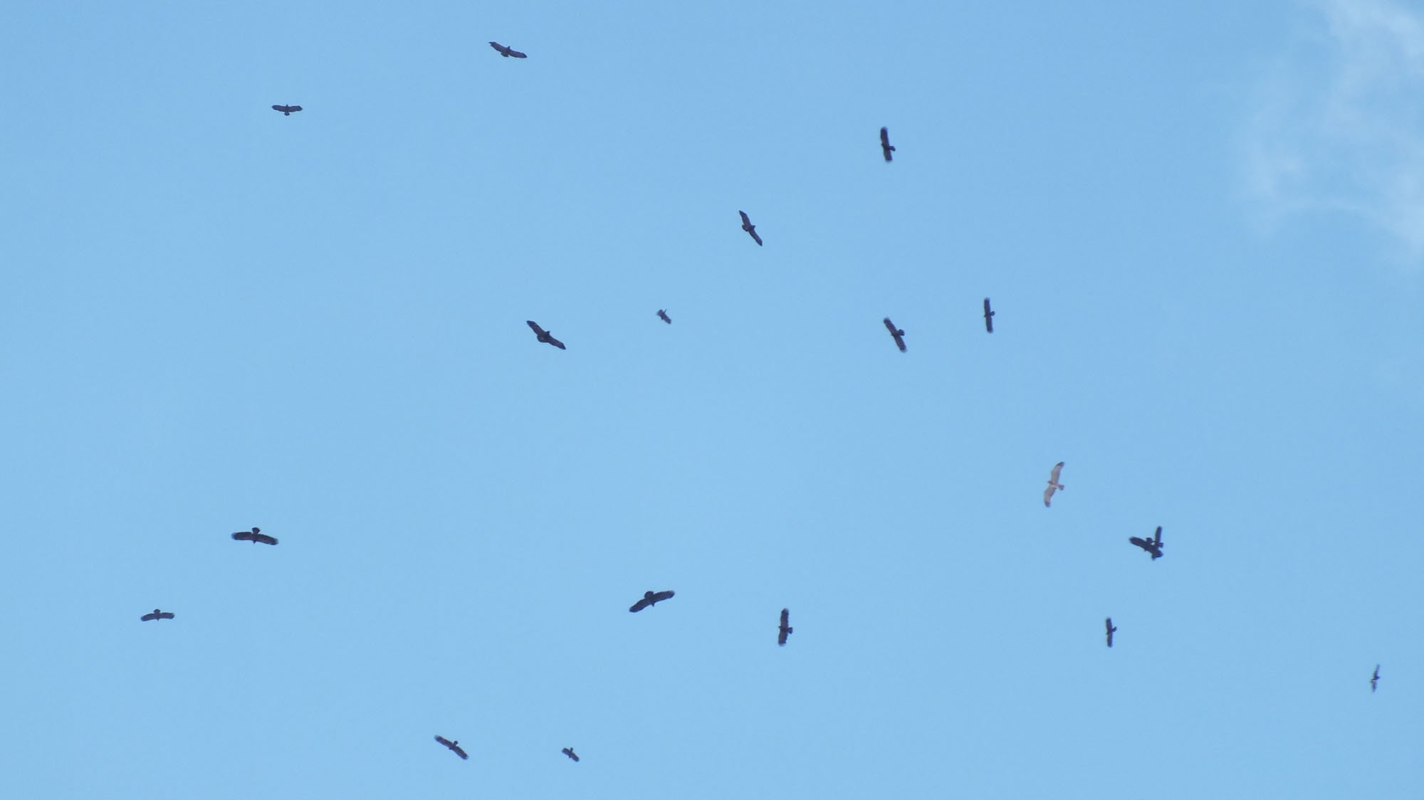 Omer Guvercin On Twitter Istanbul Yirtici Kus Gocunun De Gecis Guzergahlarindandir Bunlar Kartal Mi Sahin Mi Bilemiyorum Kartal Olmasi Muhtemeldir Https T Co W9y7evdgn4 Twitter