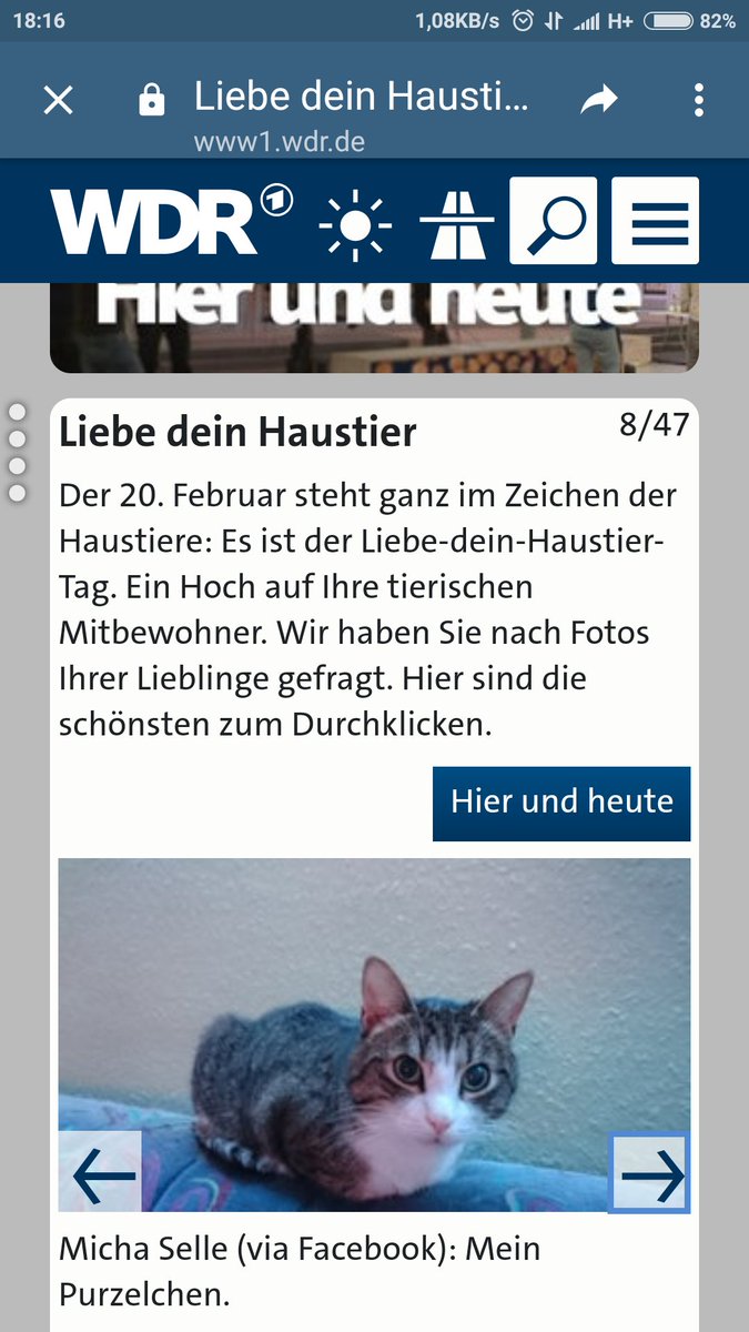 Katzengarten's tweet photo. Ich bin berühmt! #Purzel https://t.co/S5yMcrEblK