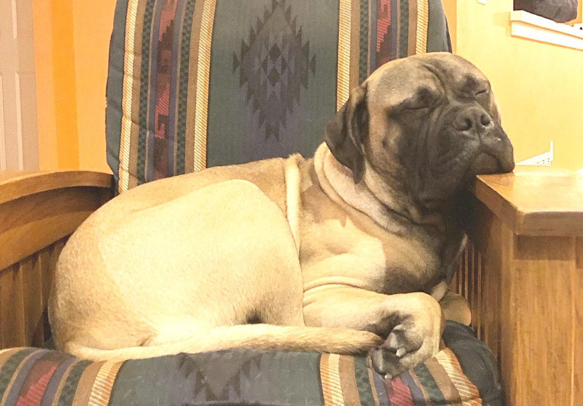 RachelRmassey's tweet photo. Midday nap for Dexter #LoveYourPetDay #BeOn9 @9NEWS https://t.co/6nvfazzOeF