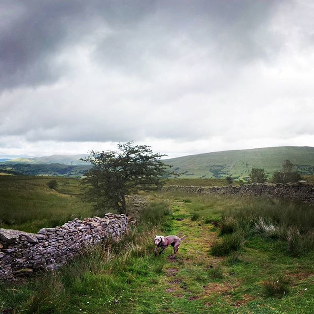 wanderlust_dad's tweet photo. Love being in the countryside with the dog! Beautiful walk in Dent, UK.🐕⛰️☁️🏞️
.
.
.
. #dales #dent #dentDale #Yorkshiredales #wonderful_places #traveladdict #travelblogger #traveller #travelling #globetrotter #letsgosomewhere #wanderlust #travel… https://t.co/xpxAtv37Gm https://t.co/VhcRXKEg3G
