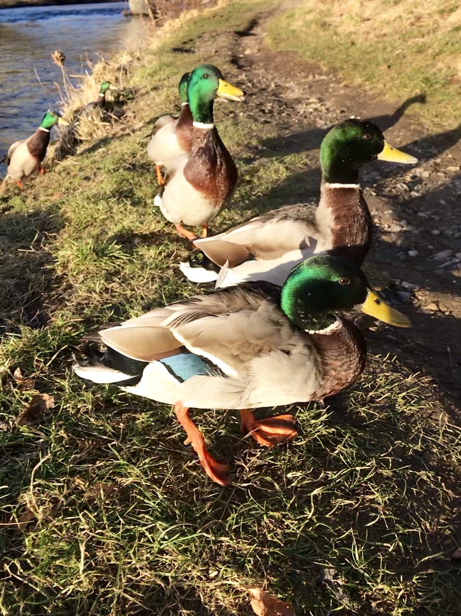 alwayskatieann's tweet photo. Played on a playground. Met some ducks. So far rural Scotland retreat is a delight and a half! #yavprogram https://t.co/r2H3uOhm81