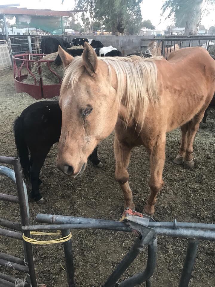 Crippled and blind, her owner has asked us to take her ASAP. 

We've been contacted by a family several hours away trying to get this mare to us. 

I suspect she will be a compassion pull. 

If you can help us get her safe, PayPal: rescue@hicaliber.org or click the button