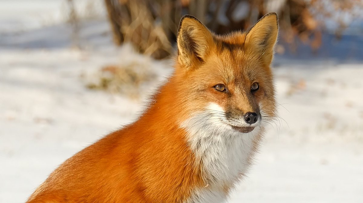EyeOnTheArea's tweet photo. ORANGE BEAUTY! - This beautiful little red head was seen basking in the sun near the #DevilsPunch Bowl.  Submitted by Robert Barnes. #fox #HamOnt https://t.co/IONmOhpg20
