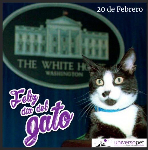 universopetcl's tweet photo. Se celebra hoy ya que es el día en que murió "socks" el gato de 20 años adoptado por la familia Clinton! Feliz día gatunos!!!! https://t.co/iyQfsdo5XQ