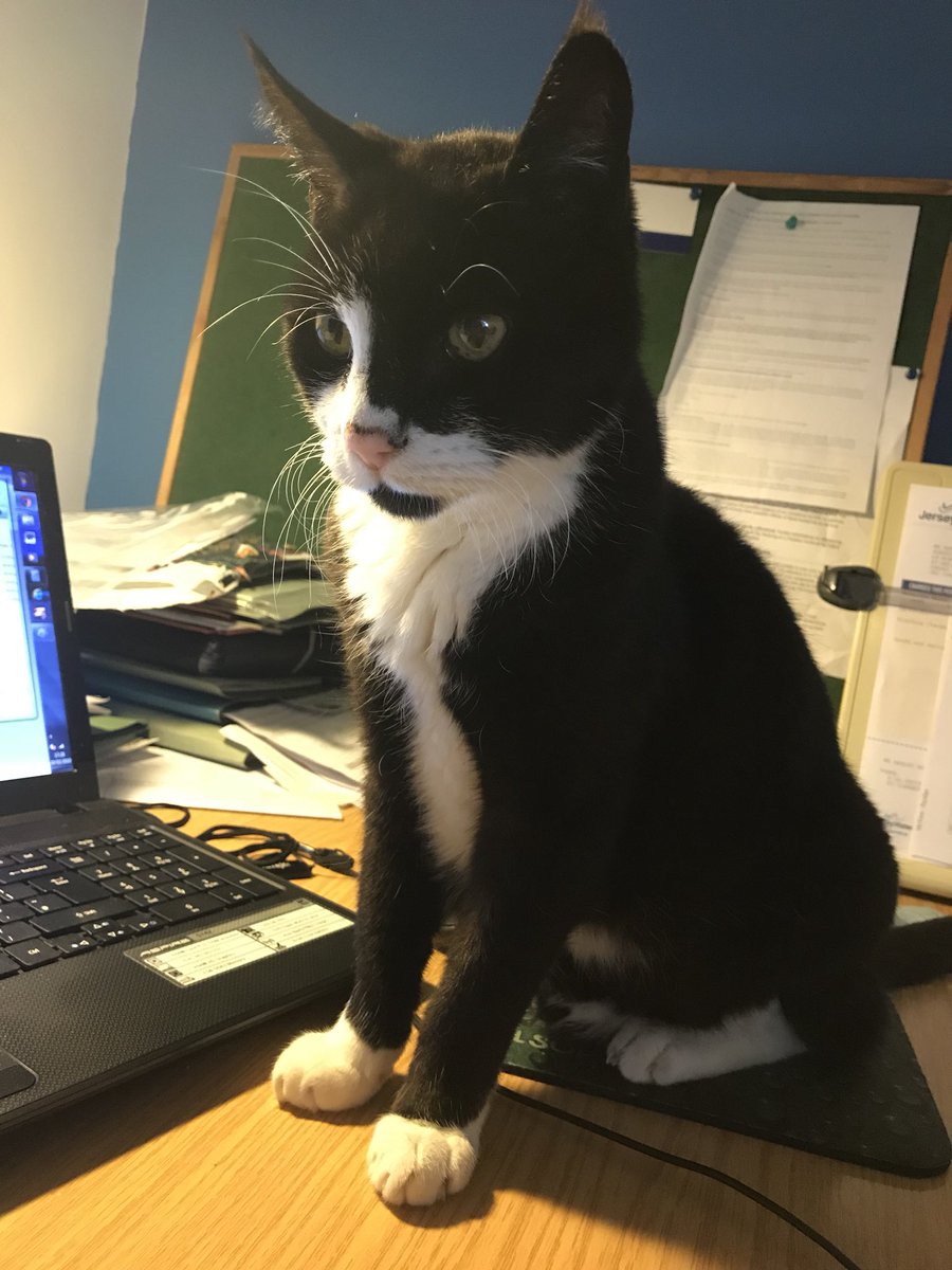 MichelleCMoffat's tweet photo. Assignment uploaded to @SOAS! Now for some downtime - I think someone agrees #distancelearning #MSc #CeFiMS #publicpolicy #screenburn https://t.co/FHNfNAEbPC