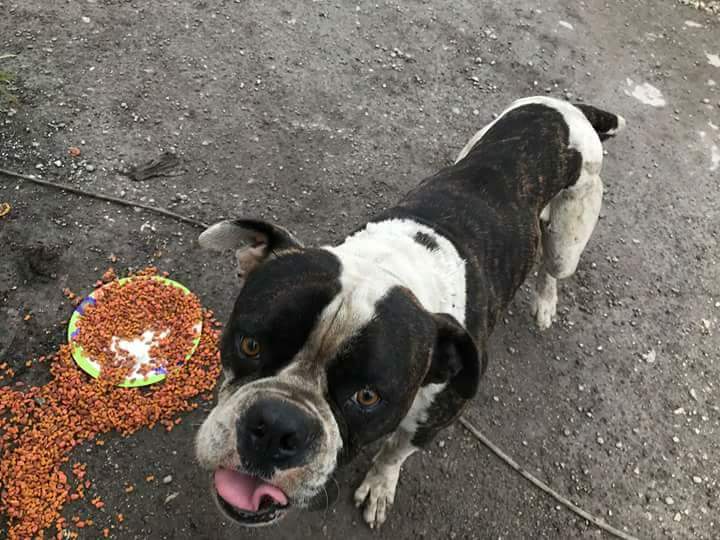 RedlandRockpit's tweet photo. There are countless dogs in Miami Dade in dire need of help. 
So many wonderful dogs roam our county looking for a helping hand and many never find that much needed assistance. They are literally fighting to stay alive.
Please get involved and save a life!!! https://t.co/KI7IxfUdNY