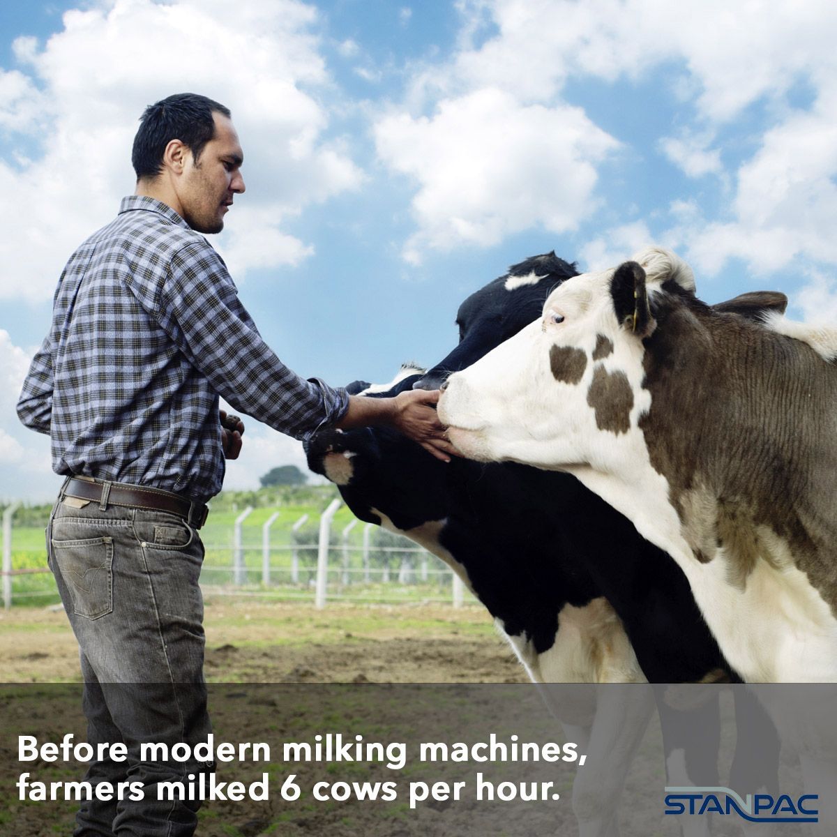 StanpacWorld's tweet photo. With modern milking machines, numbers have doubled, and about 12 cows can be milked per hour. https://t.co/jQltZjWzIz