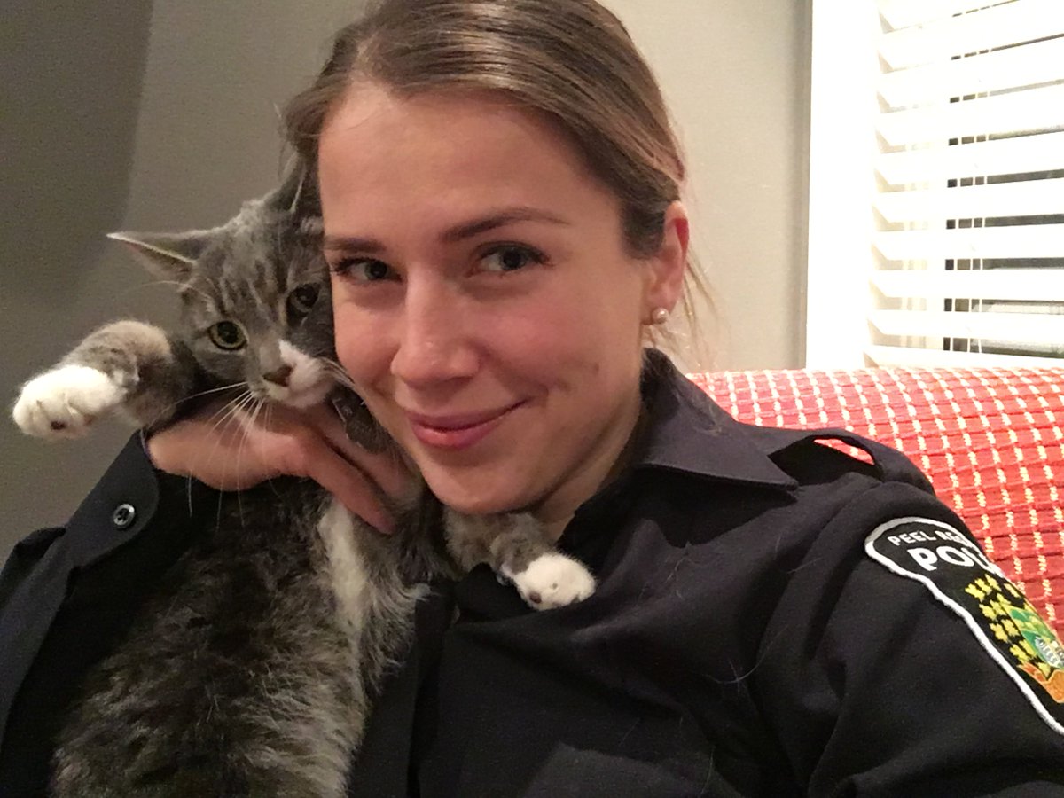 PeelPolice's tweet photo. Media officer by day, #catlady by night... Happy #LoveYourPetDay! 
#Cat9 #SheActuallyHatesMe #NationalLoveYourPetDay https://t.co/qjNRvajhnT