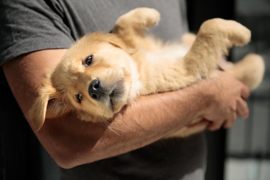 amazonnews's tweet image. With over 4,000 #DogsOfAmazon on our Seattle campus, it's hard to choose which dog to cuddle first! #LoveYourPetDay.