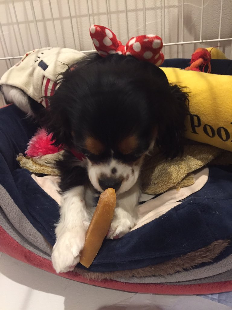 ララ Lala おはようございます パパママご飯タイムはハウスでヒマチーなのです 食後の軽い歯磨きでしゅ ヒマチー食べるスピードが上がってきていて パパママが困った顔するわん 歯も顎も強いんだわん キャバリア デザート おつまみ