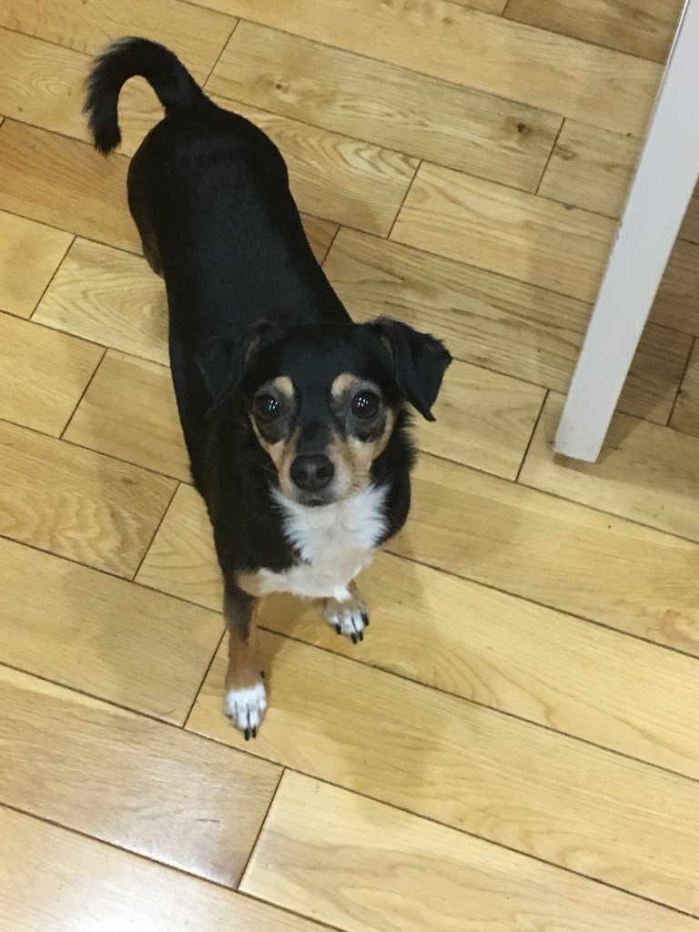 EventbaseTech's tweet photo. It's #LoveYourPetDay today. We share a lot of the #dogsofeventbase because they're always in our office brightening our moods, but today we're celebrating the Eventbasers' pets who prefer to work from home! https://t.co/9H0Em2n2HV