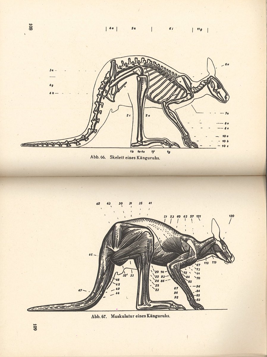 伊豆の美術解剖学者 タンク 芸術家のための動物解剖学 1939 その２ 鳥類を含む美術用動物解剖学書は稀 鳥類単独の美術 解剖学書は 私が調査した限りオーストラリアの研究者が執筆した本が１冊あって まだ見ていない 名前失念したのでまたの機会に