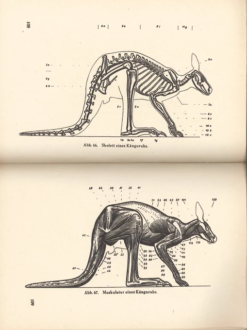 タンク『芸術家のための動物解剖学』(1939)その2。鳥類を含む美術用動物解剖学書は稀。鳥類単独の美術解剖学書は、私が調査した限りオーストラリアの研究者が執筆した本が1冊あって、まだ見ていない。名前失念したのでまたの機会に。#美術解剖学 